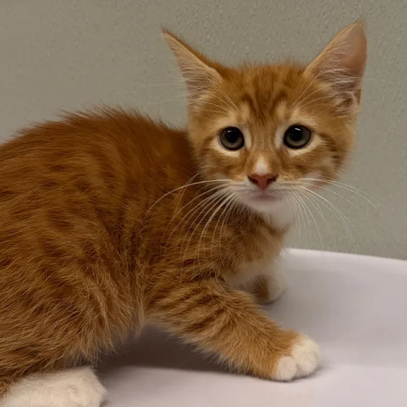 Gizmo thumbnail 2