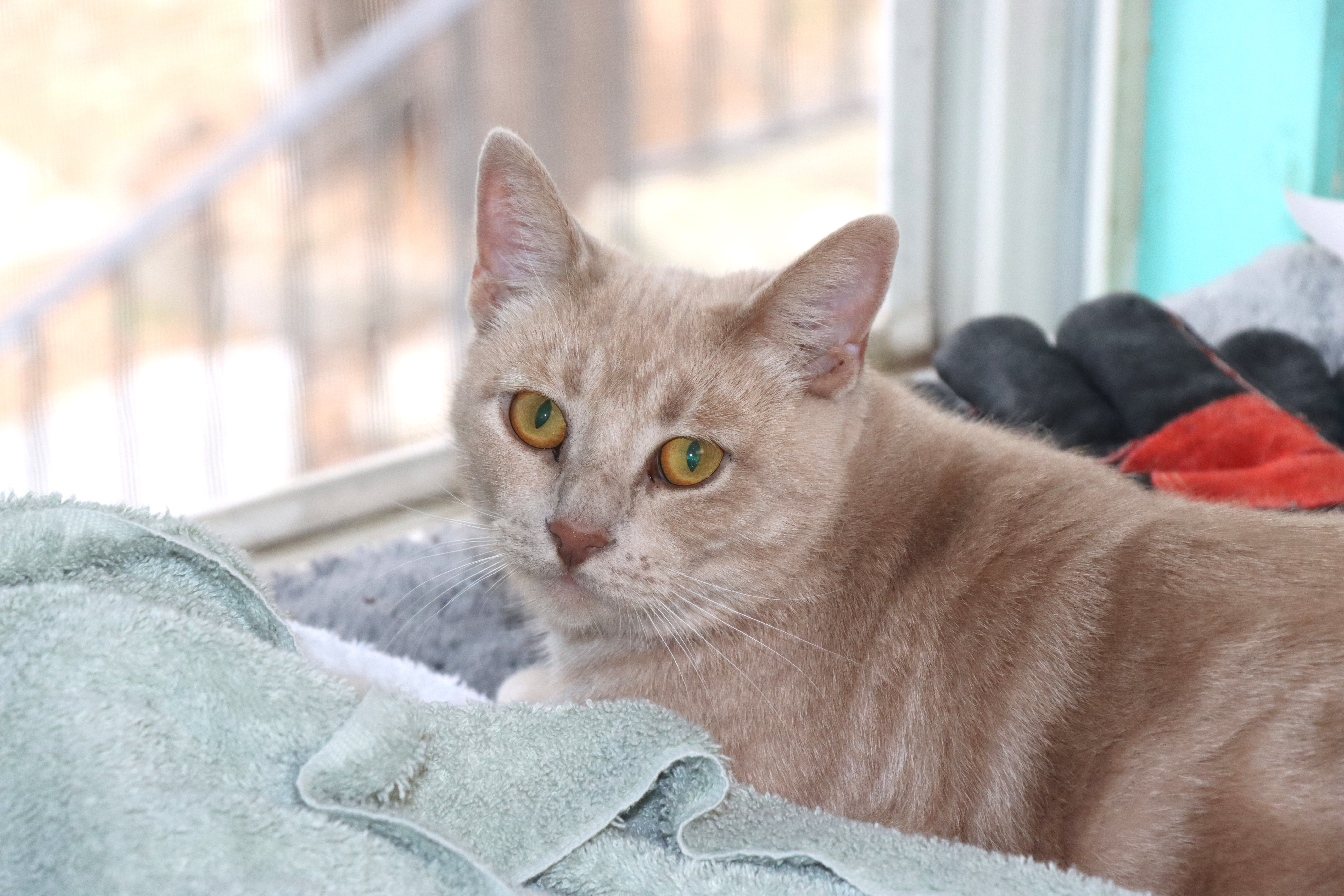 An adult medium-sized female Buff / Tan / Fawn Domestic Short Hair cat named Philomena for adoption in House Springs, MO