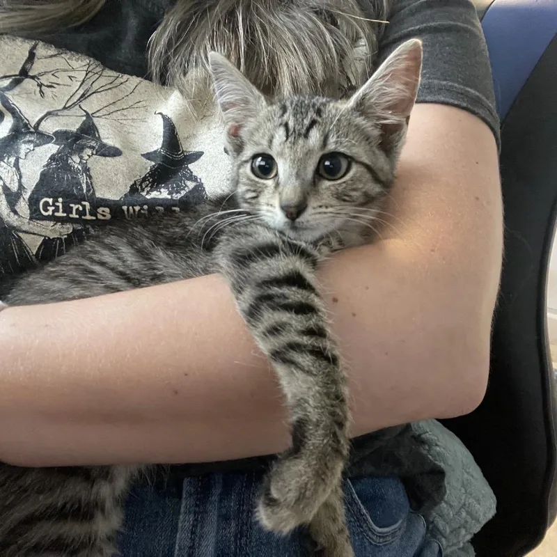 A baby small-sized female Brown / Chocolate Domestic Short Hair cat named Skeeter for adoption in Granville, OH