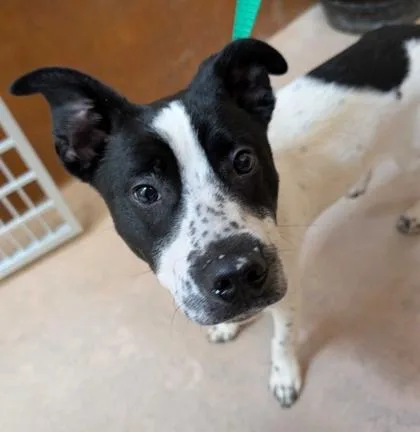 Domino