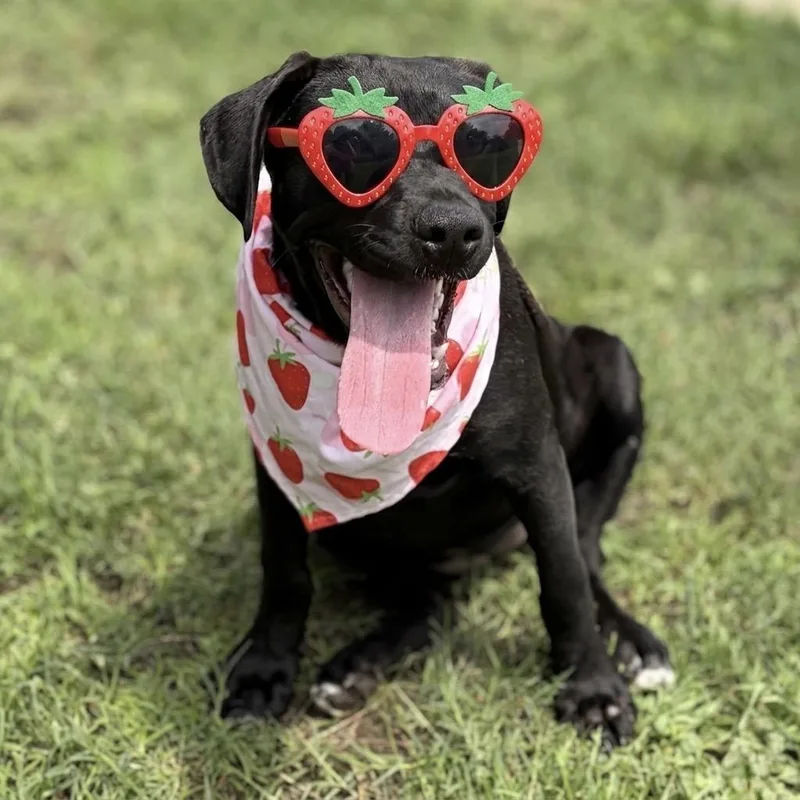 A young medium-sized female Black Mixed Breed dog named Eleanor for adoption in Bastrop, TX