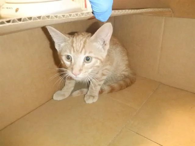 A baby small-sized male Domestic Short Hair cat named Durazno for adoption in San Jose, CA