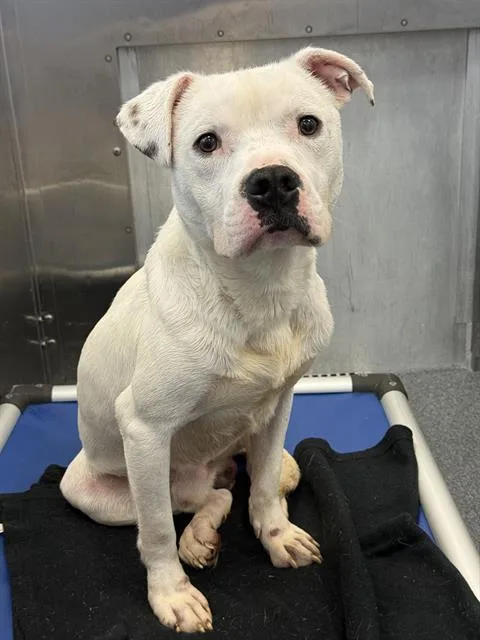 A young large-sized male Mixed Breed dog named Petey for adoption in Dallas, TX