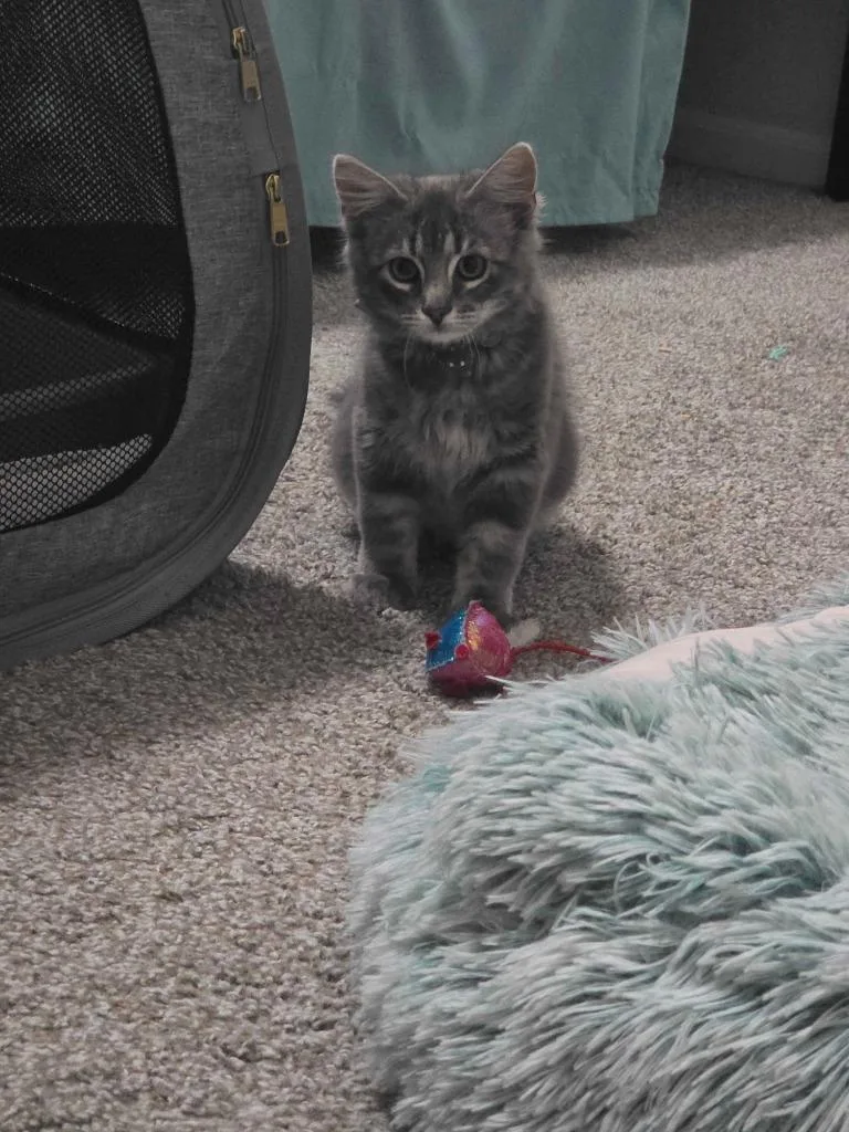 A baby medium-sized male Domestic Short Hair cat named Reginald for adoption in Minot, ND