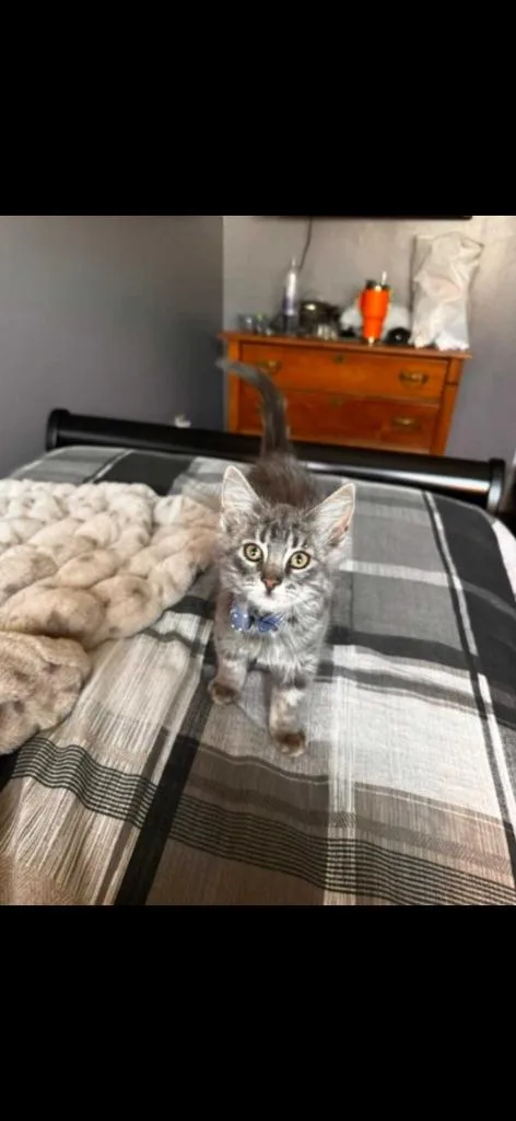 Reginald thumbnail 2