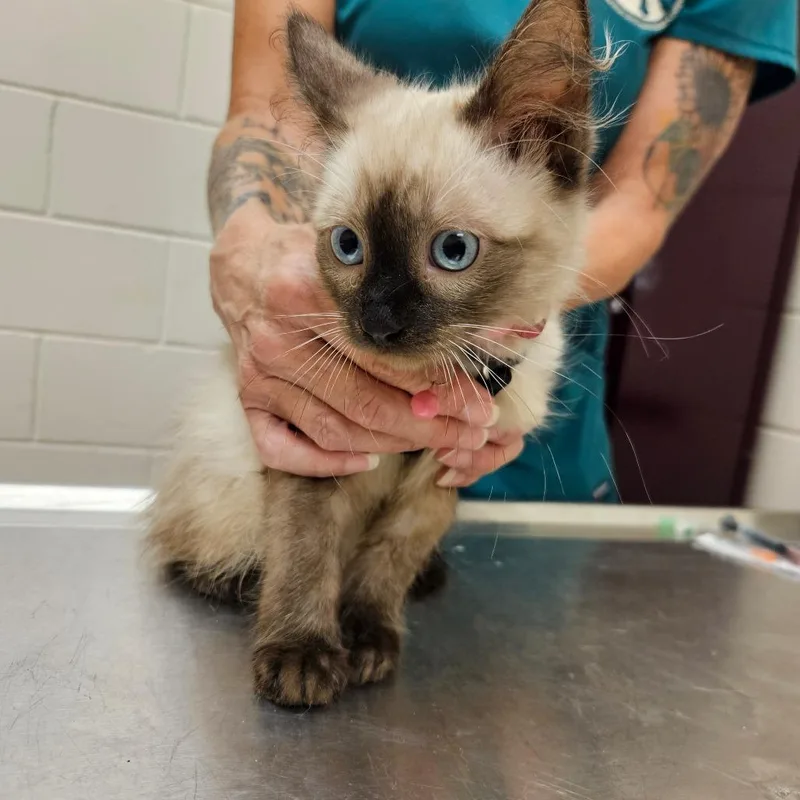 A baby small-sized female Buff / Tan / Fawn Domestic Short Hair cat named Shmoosie for adoption in Lake Panasoffkee, FL