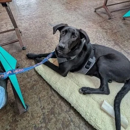 A young extra large-sized male Black Great Dane dog named Heath The King Size for adoption in Friendswood, TX