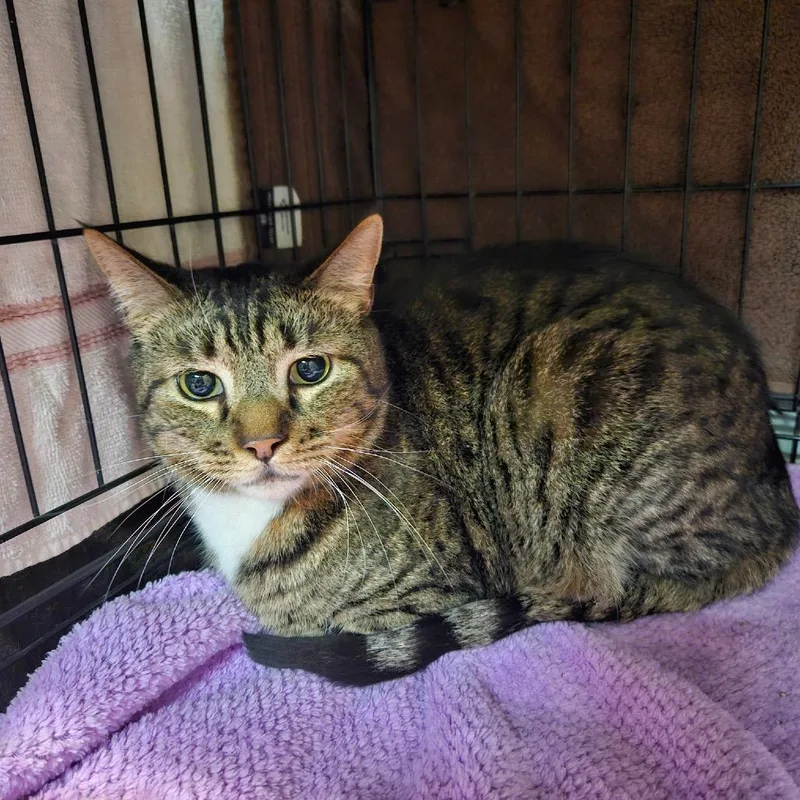 An adult large-sized male Brown / Chocolate Domestic Short Hair cat named Sid for adoption in Las Vegas, NV