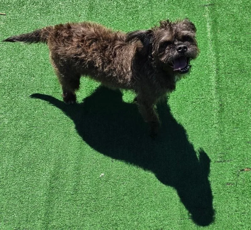 Lucy thumbnail 3