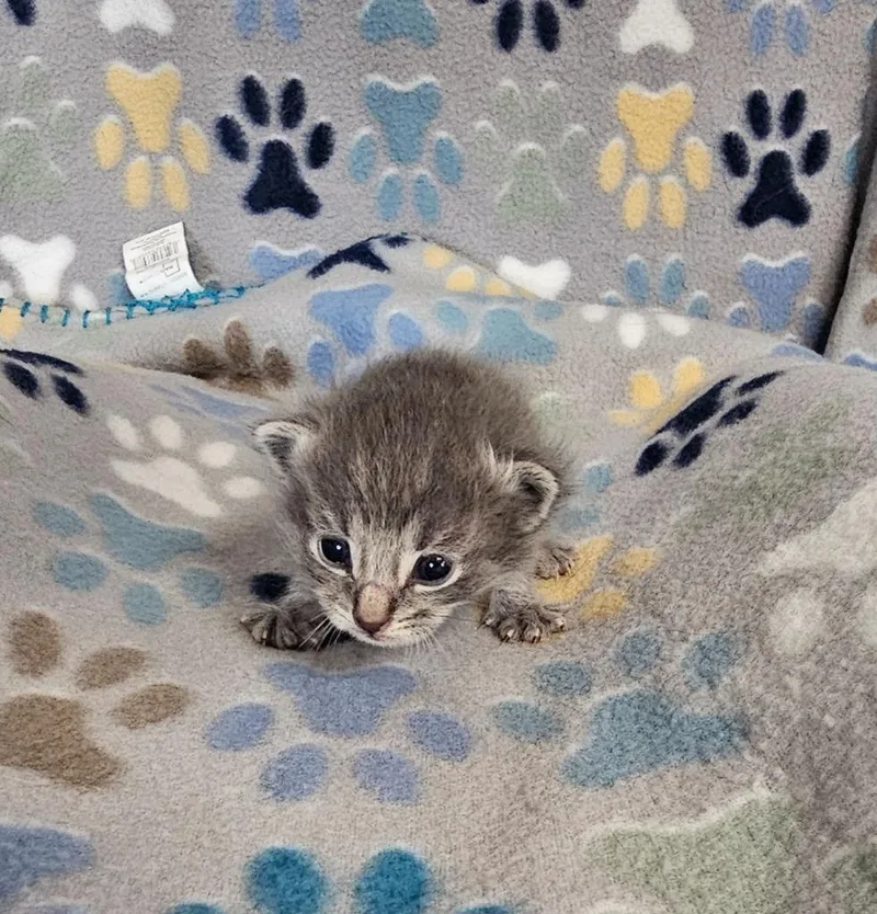 A baby small-sized male Domestic Short Hair cat named Billy for adoption in Wabash, IN