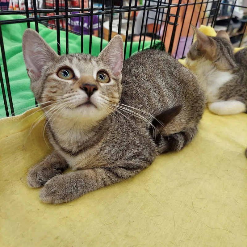 A baby medium-sized female Tabby (Tiger Striped) Domestic Short Hair cat named Bibi for adoption in Little Falls, NJ