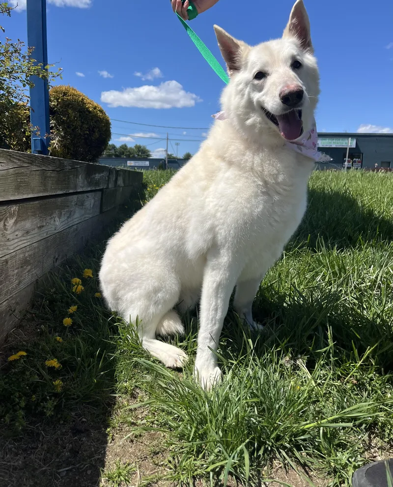 A senior medium-sized male White / Cream Shepherd dog named Hammer for adoption in West Haven, CT