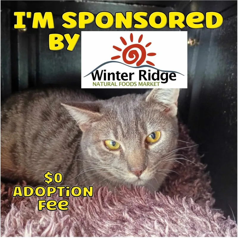 An adult large-sized male Domestic Short Hair cat named Stormy for adoption in Priest River, ID