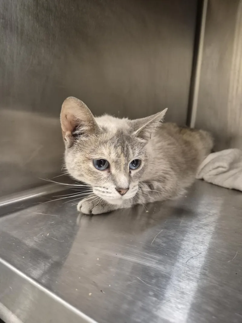 An adult medium-sized female Siamese cat named Sapphire for adoption in Hagerstown, MD