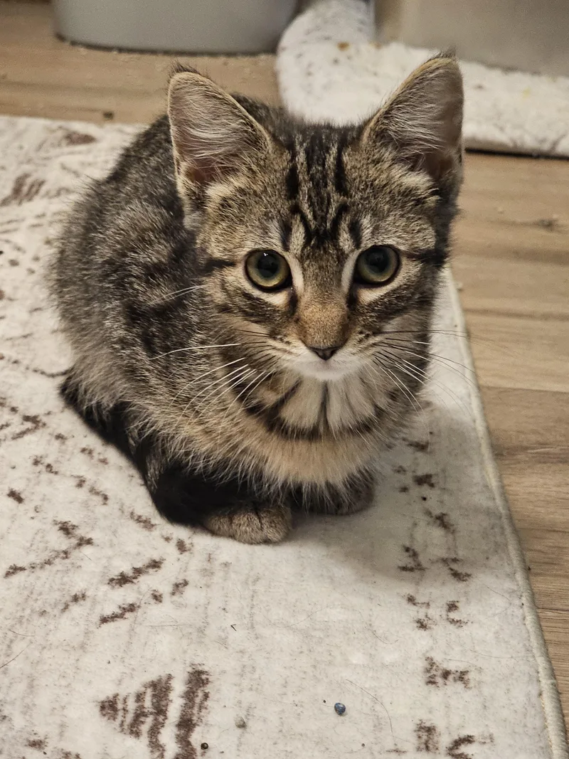 A baby medium-sized female Tabby (Brown / Chocolate) Domestic Short Hair cat named Zoe for adoption in Bellmawr, NJ