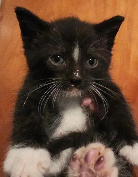A baby medium-sized male Domestic Long Hair cat named Prince Adam for adoption in Davison, MI