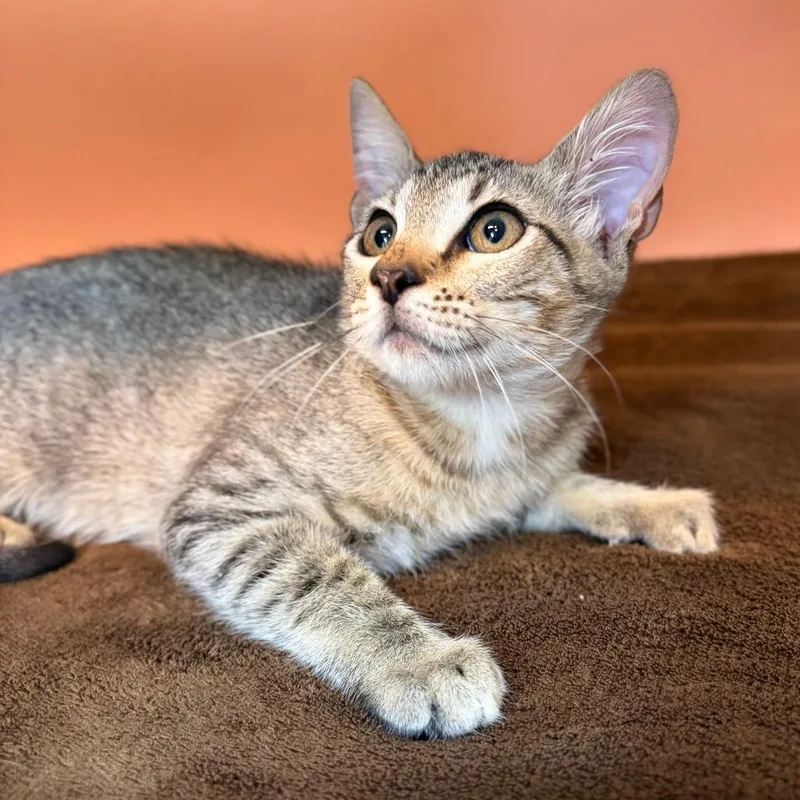 A baby small-sized female Brown / Chocolate Domestic Short Hair cat named Boobafina for adoption in San Antonio, TX