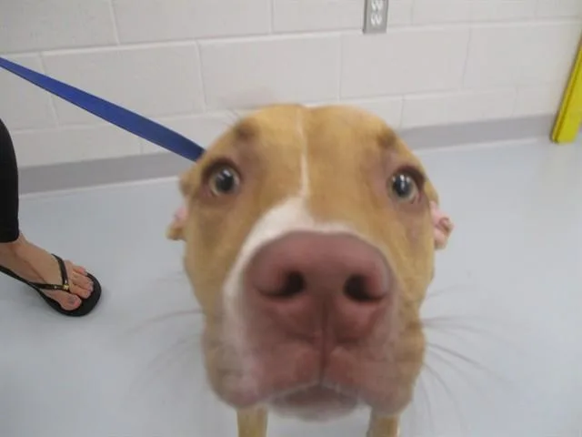 Lulu