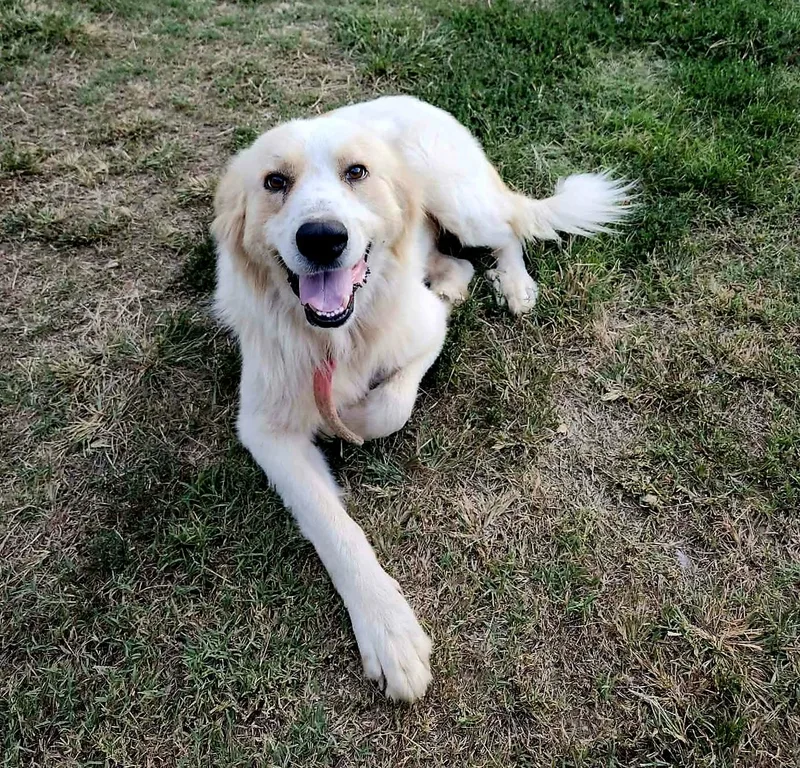 A young large-sized male Great Pyrenees dog named Chaz for adoption in Okemah, OK