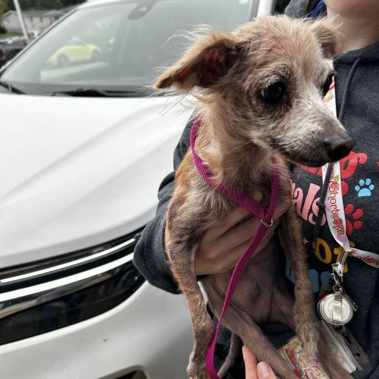 A senior small-sized female Mixed Breed dog named Mama Coco for adoption in Davenport, IA