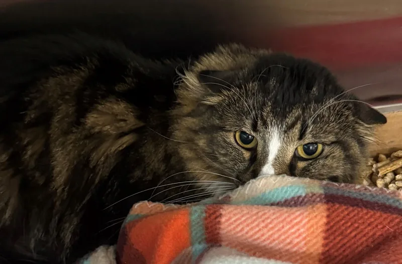 An adult medium-sized male Tabby (Brown / Chocolate) Domestic Long Hair cat named Saffron for adoption in Edison, NJ