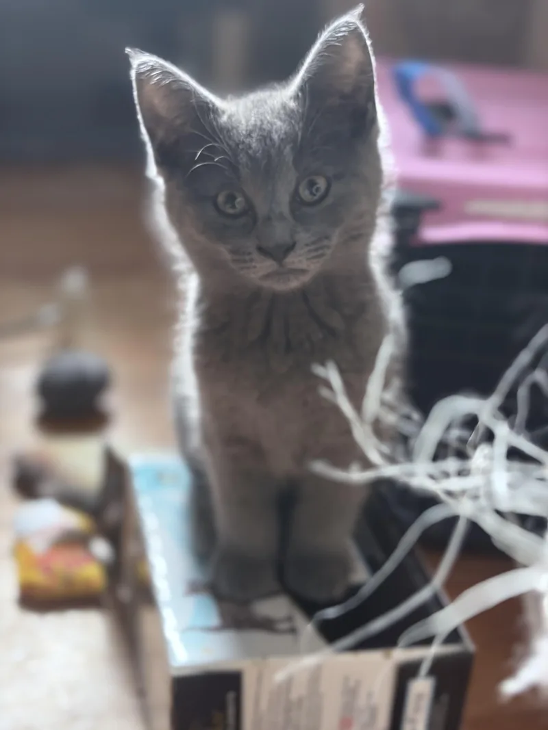 A baby medium-sized male Domestic Short Hair cat named Turbo for adoption in Chicago, IL