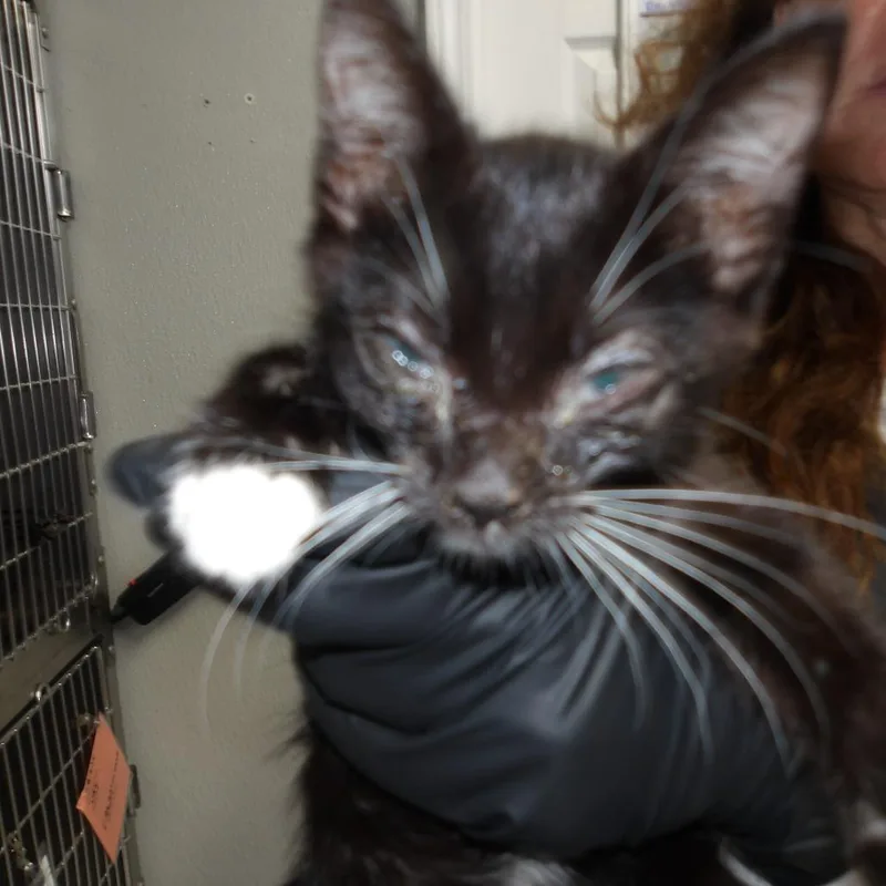 A baby small-sized female Black Domestic Medium Hair cat named Denver for adoption in Marble, NC