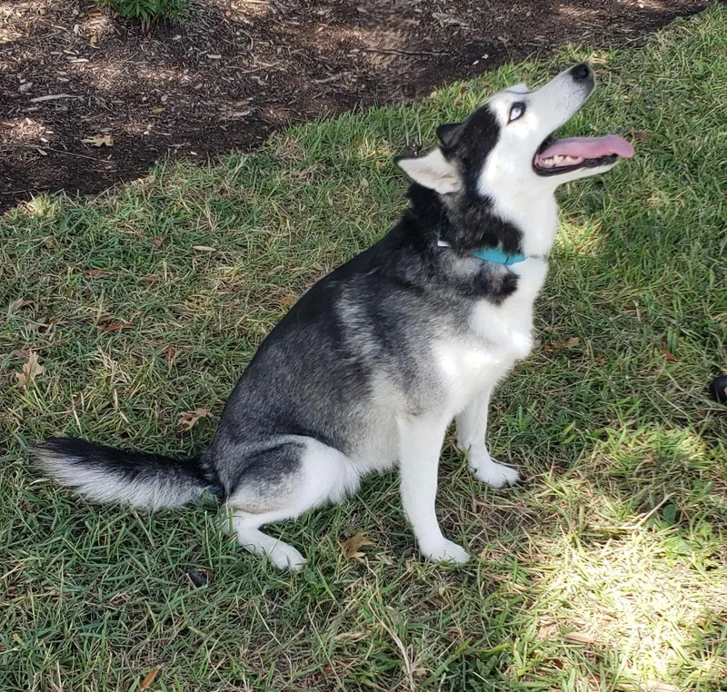 An adult medium-sized female Gray / Blue / Silver Siberian Husky dog named Mary Beth mscongeniality for adoption in Houston, TX