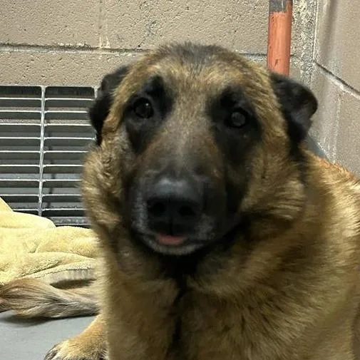 An adult large-sized female Yellow / Tan / Blond / Fawn Belgian Shepherd / Malinois dog named Kyra for adoption in Tacoma, WA