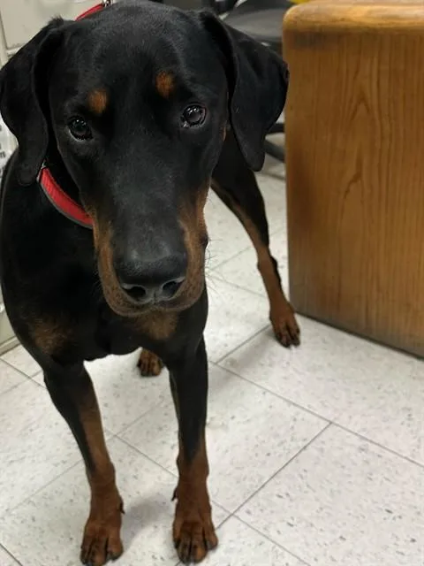 Kona