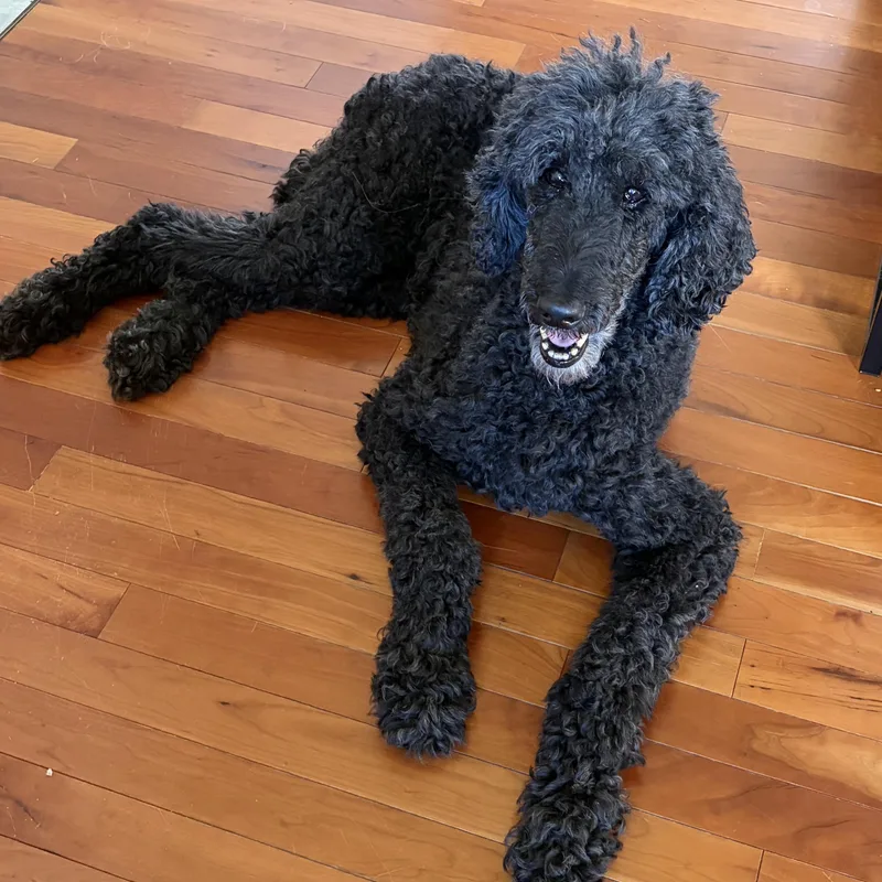 A senior medium-sized female Standard Poodle dog named Maggie for adoption in Normal, IL