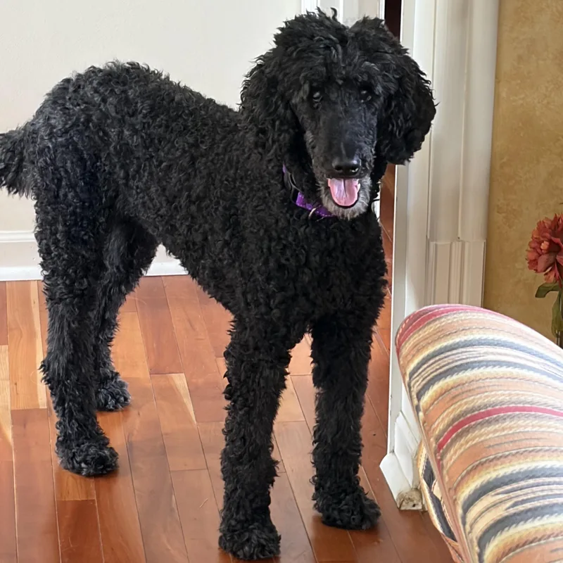 Maggie thumbnail 4