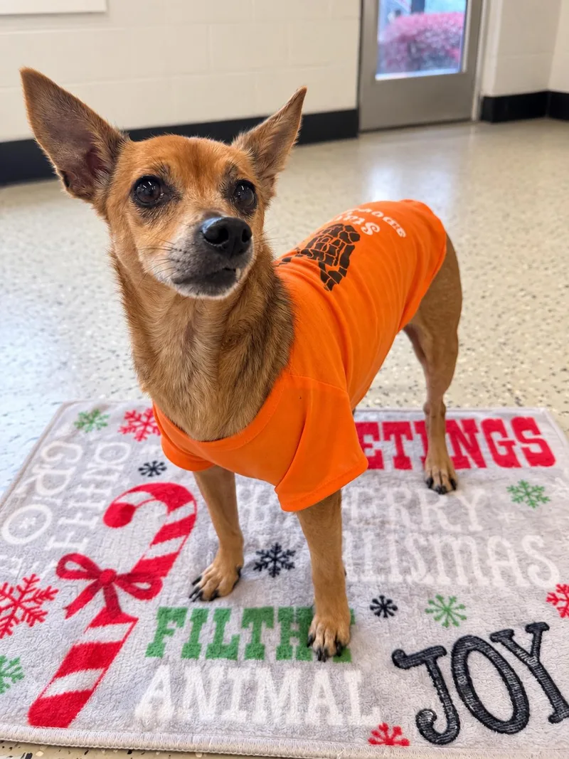 A senior small-sized male Chihuahua dog named Patitas for adoption in Blue Springs, MO