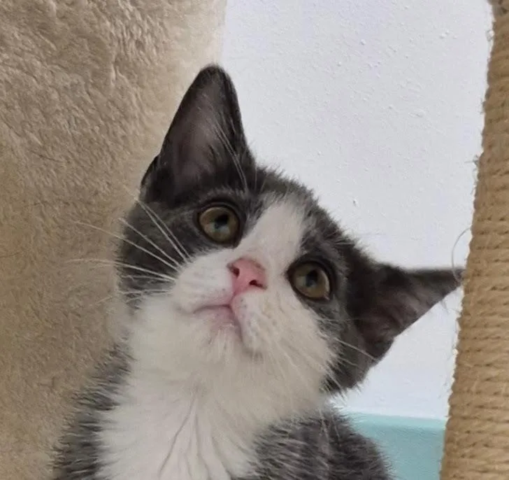 A baby small-sized female Domestic Short Hair cat named Chloe for adoption in South Bend, IN
