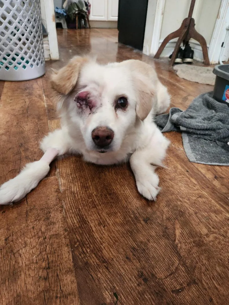 A senior medium-sized female Golden Retriever dog named Sadie for adoption in Hanover, PA