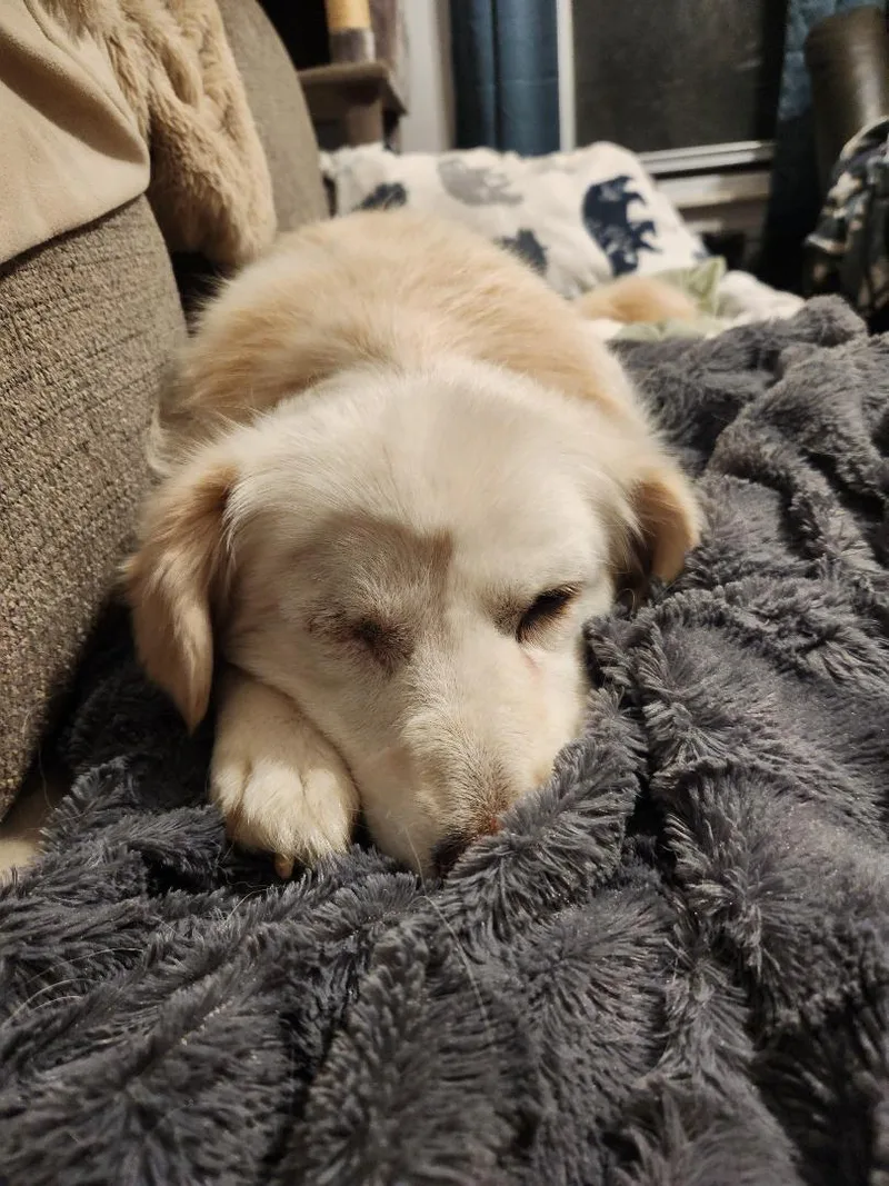 Sadie thumbnail 2