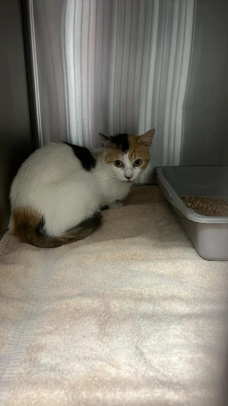 An adult medium-sized female Calico Domestic Short Hair cat named Momma for adoption in Burgaw, NC