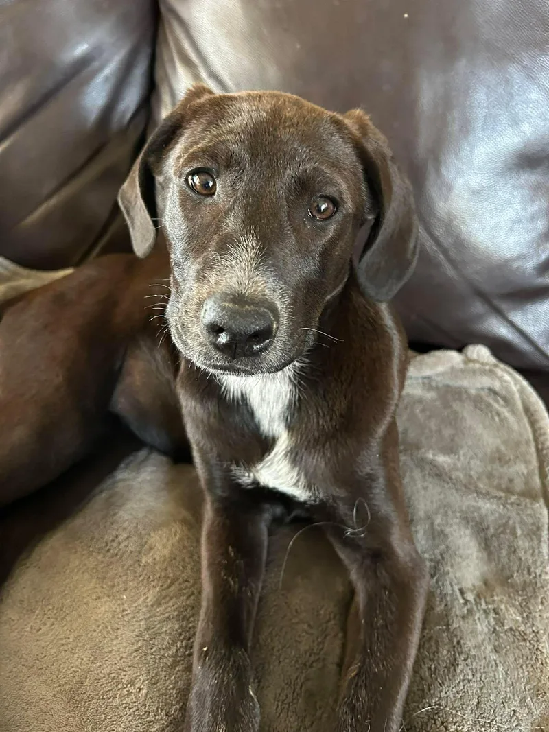 Shania Twain thumbnail 2