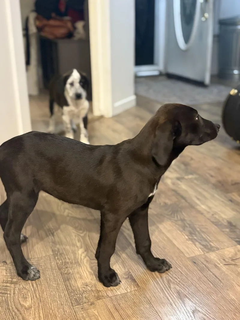 Shania Twain thumbnail 5