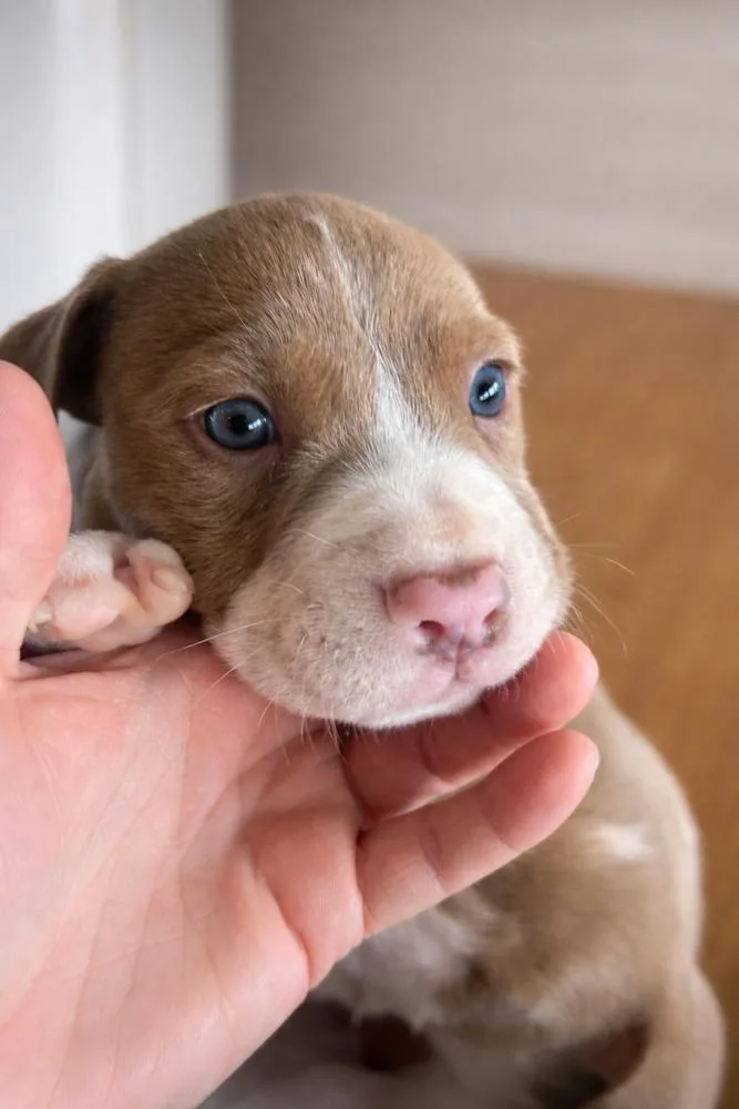 A baby medium-sized male Tricolor (Brown, Black, & White) Mixed Breed dog named Pop for adoption in Clinton Township, MI