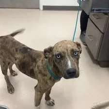 A young small-sized female Brindle Mixed Breed dog named Fawna for adoption in Pine Bluff, AR