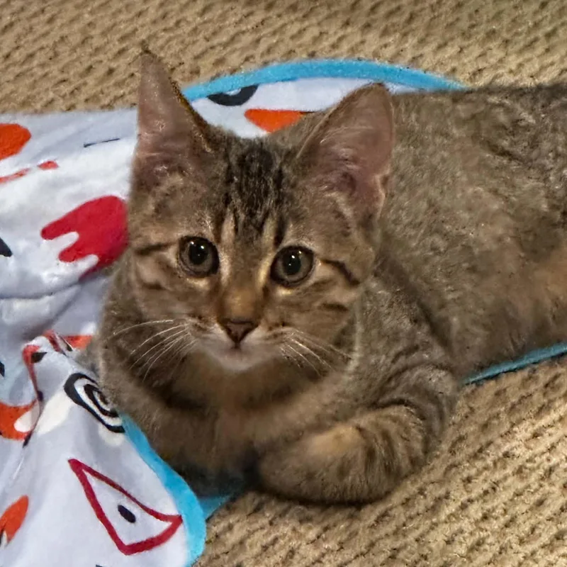 A baby medium-sized female Tabby (Brown / Chocolate) Domestic Short Hair cat named Estelle for adoption in Owatonna, MN