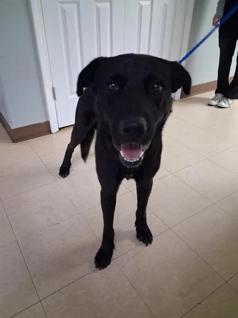An adult extra large-sized male Labrador Retriever dog named Carls Jr for adoption in Killeen, TX
