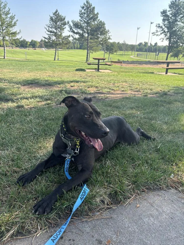 An adult medium-sized male Tricolor (Brown, Black, & White) Labrador Retriever dog named Oreo for adoption in Littleton, CO