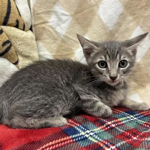 A baby small-sized female Gray / Blue / Silver Domestic Short Hair cat named Granny for adoption in Long Beach, CA