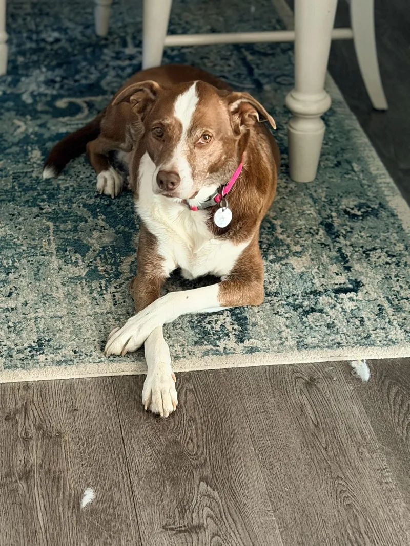 A senior medium-sized female Border Collie dog named Penny for adoption in Wayne, NJ