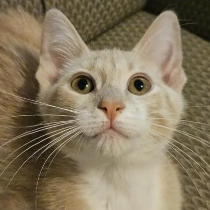 A baby small-sized female Tabby (Buff / Tan / Fawn) Domestic Short Hair cat named Moira for adoption in Rochester, MN