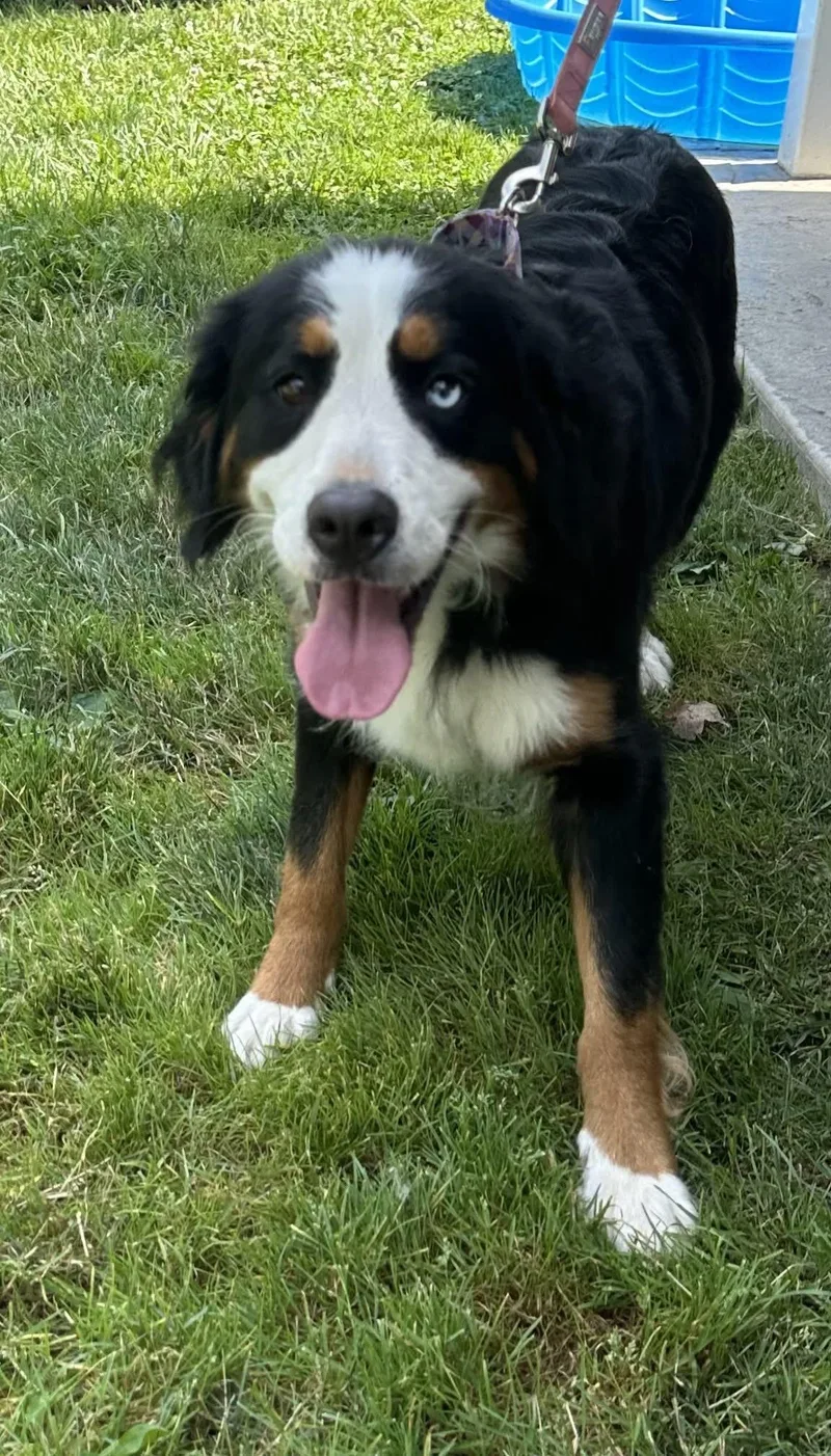 A young large-sized female Bernese Mountain Dog dog named Isla for adoption in Pittsburgh, PA