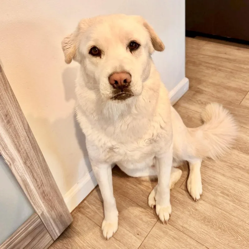 An adult large-sized male White / Cream Yellow Labrador Retriever dog named Ocean for adoption in Huntington Beach, CA