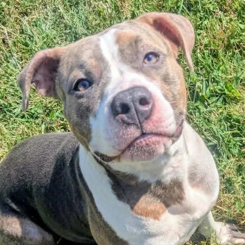 A young medium-sized female Brown / Chocolate Mixed Breed dog named Emory for adoption in Jeffersonville, IN